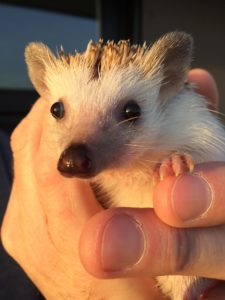 Baby Hedgehog being held